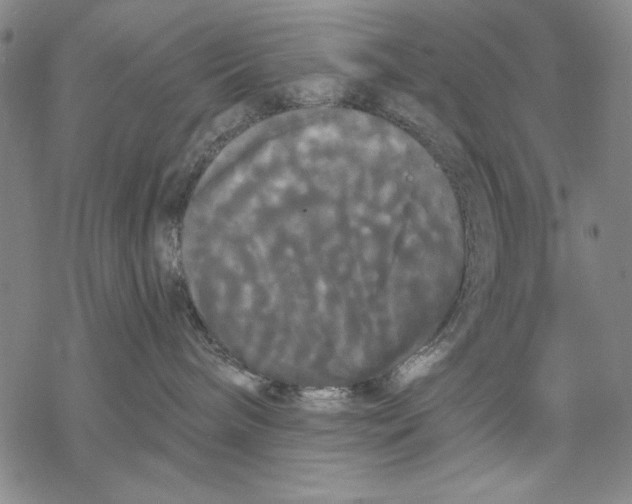 X0000068770240200605191656