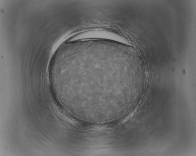 X0000068770246200605191655