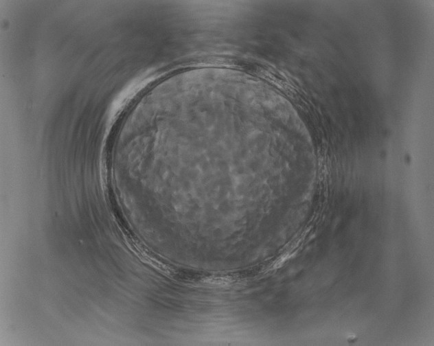 X0000068770294200605191655