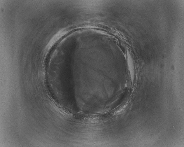 X0000068770295200605191655