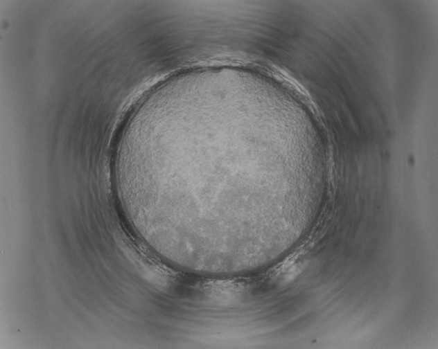 X0000068770298200605191655