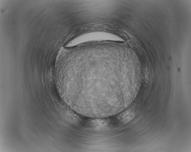 X0000068770326200605191654