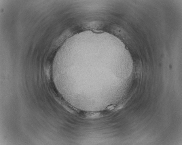 X0000068770334200605191654