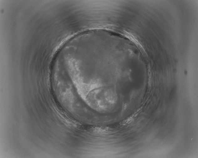 X0000068770346200605191654