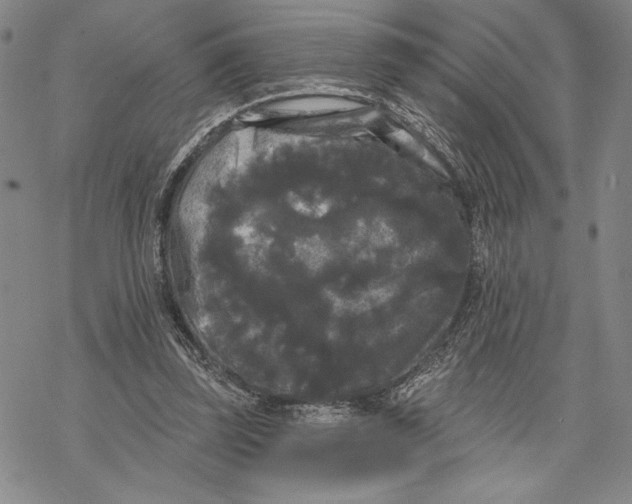 X0000068770347200605191654