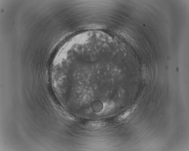 X0000068770351200605191654