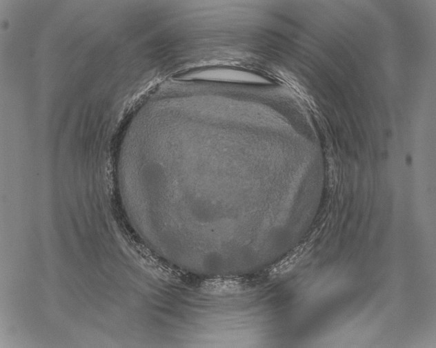 X0000068770354200605191654