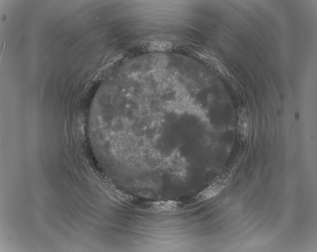 X0000068770363200605191654