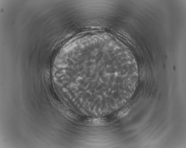 X0000068770365200605191654