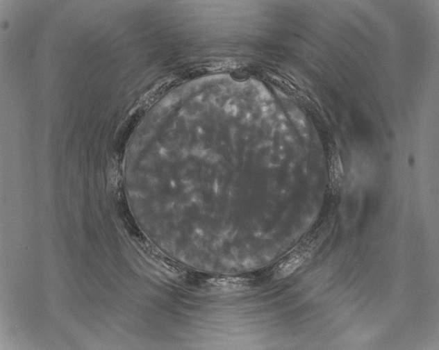 X0000068770367200605191654