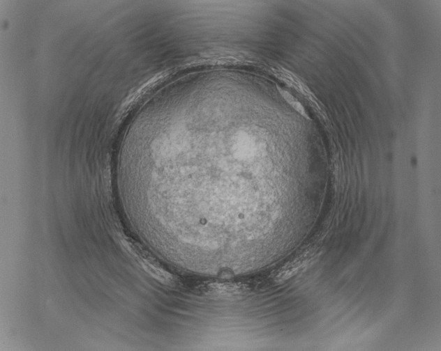 X0000068770442200605191652