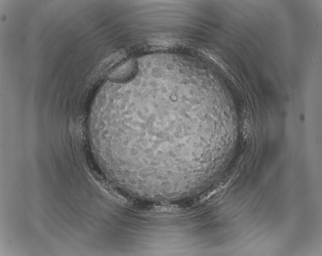 X0000068770455200605191652