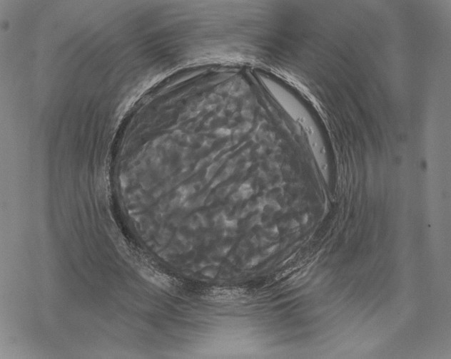 X0000068770487200605191652