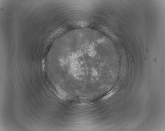 X0000068770528200605191651