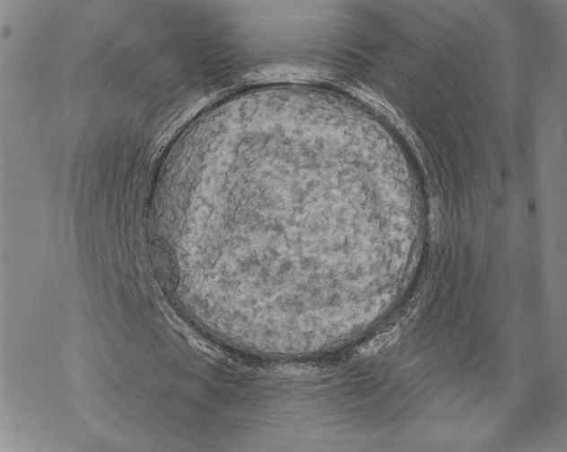 X0000068770529200605191650