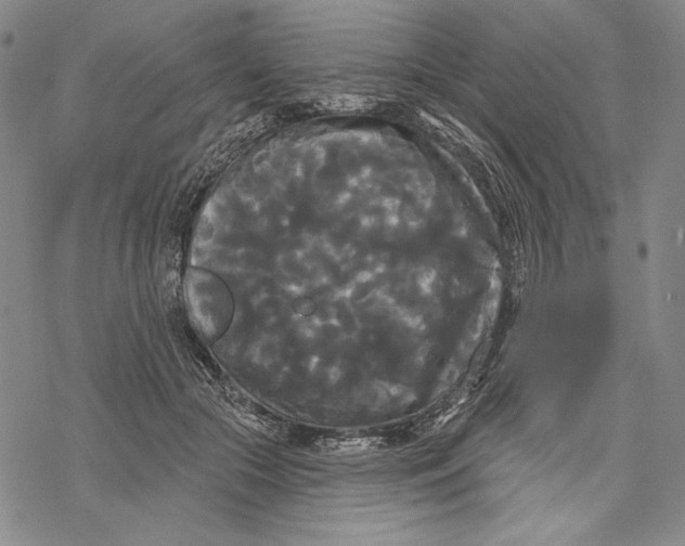 X0000068770553200605191651