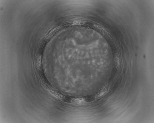 X0000068770554200605191651