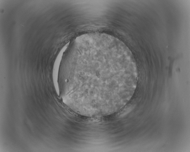 X0000068770624200605191650