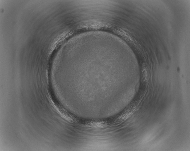 X0000068770638200605191649