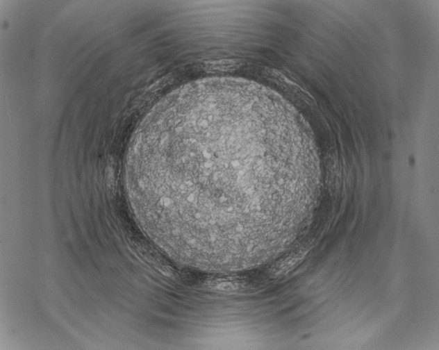 X0000068770655200605191649