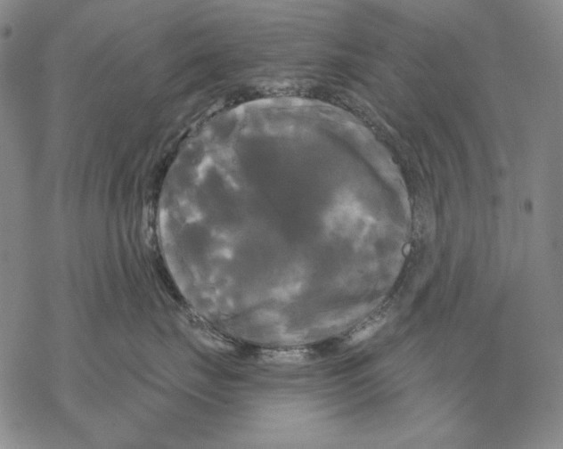 X0000068770671200605191649