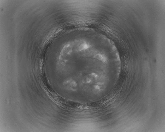 X0000068770742200605191648