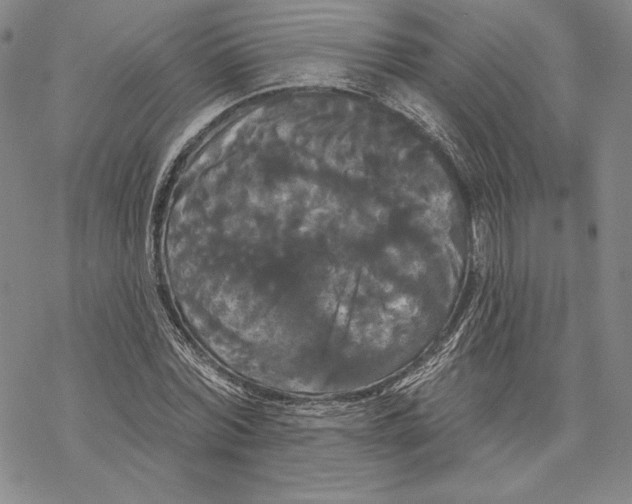 X0000068770780200605191647