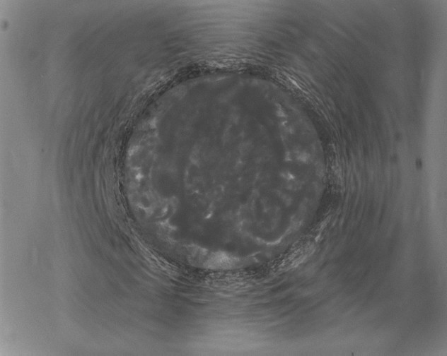 X0000068770817200605191646