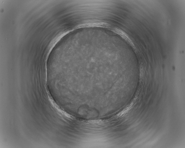 X0000068770844200605191646