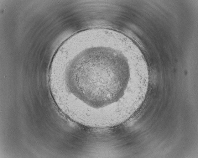 X0000068770856200605191646