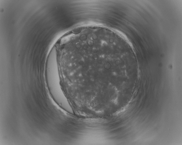 X0000068770863200605191646