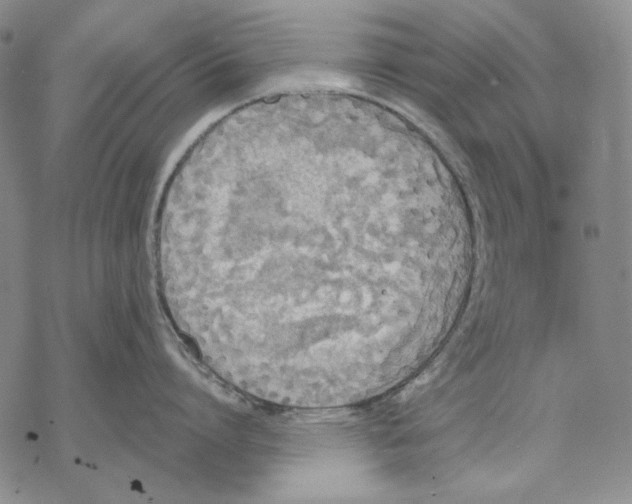 X0000068770864200605191646