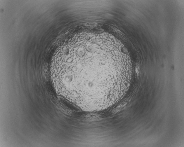 X0000068770867200605191646