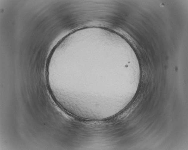 X0000068770902200605191645