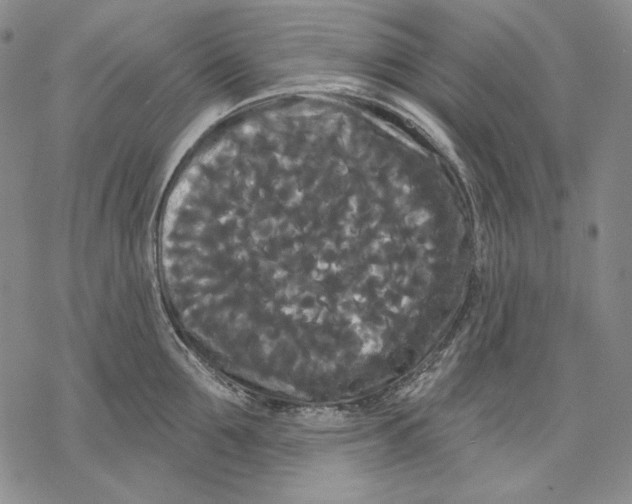 X0000068770907200605191645