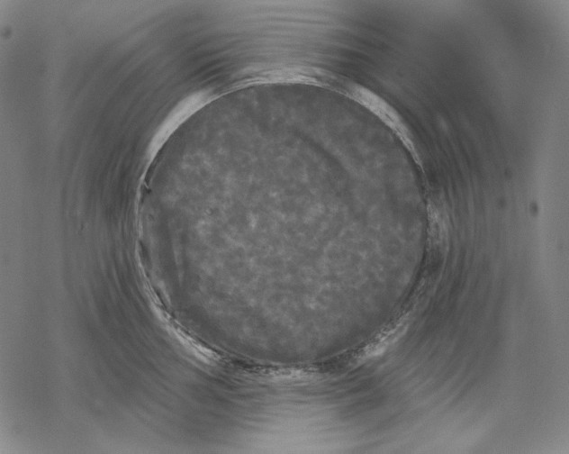 X0000068771002200605191643