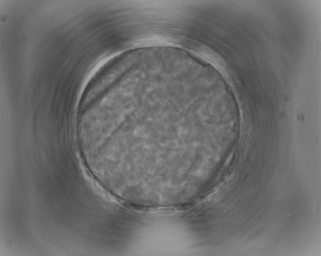 X0000068771008200605191643