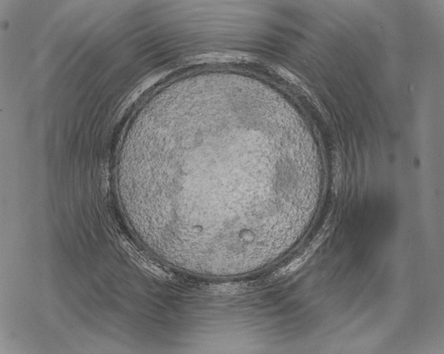 X0000068771017200605191643