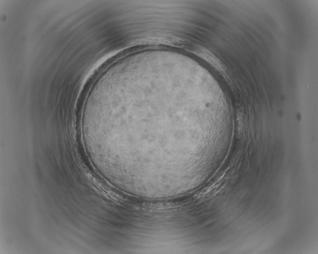 X0000068771020200605191643