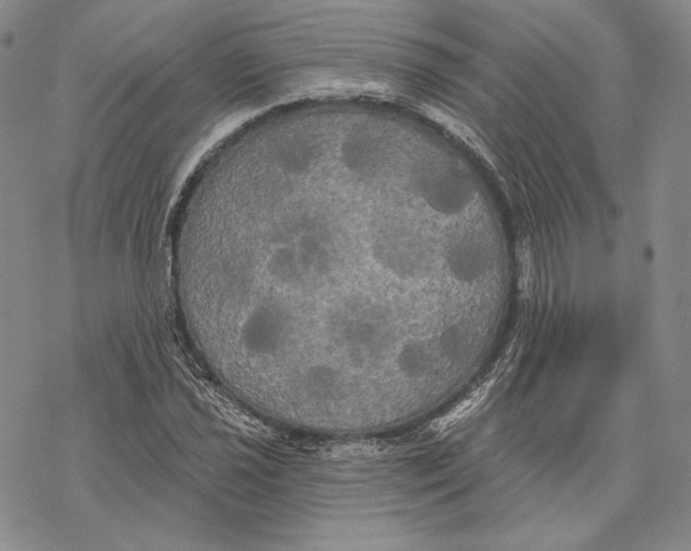 X0000068771021200605191643