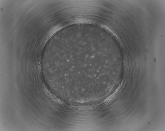 X0000068771025200605191643