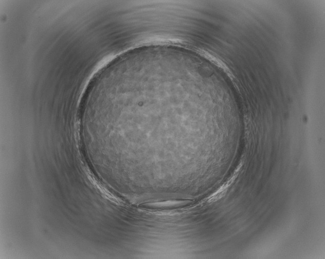 X0000068771029200605191643