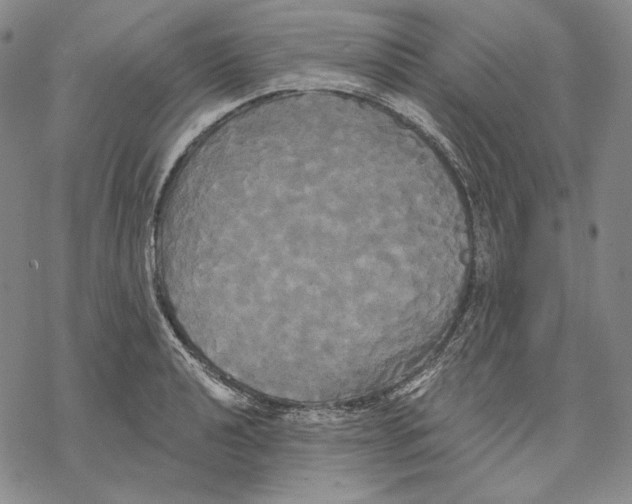 X0000068771040200605191643