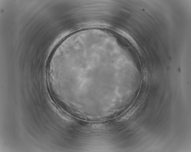 X0000068771043200605191643