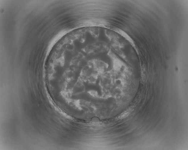 X0000068771096200605191642