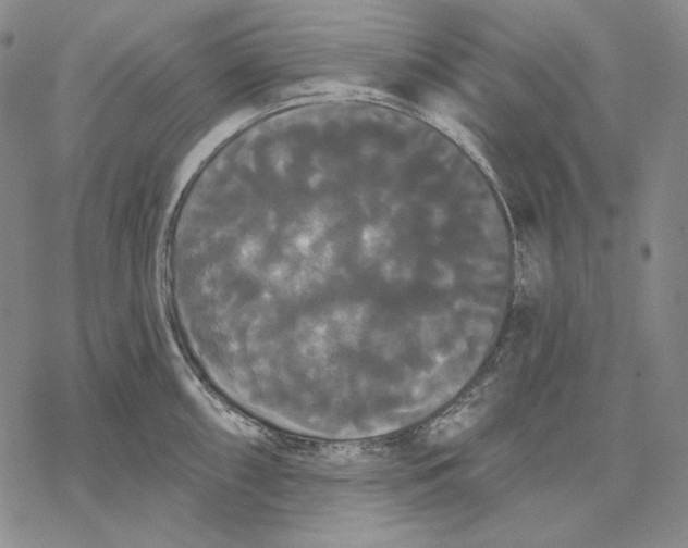 X0000068771098200605191642