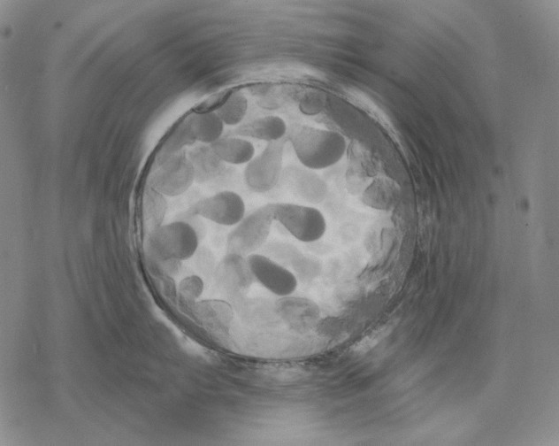 X0000068771103200605191642