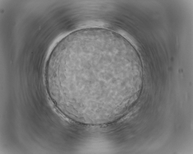 X0000068771104200605191642