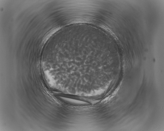 X0000068771121200605191641