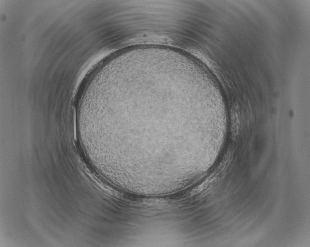 X0000068771123200605191641